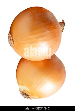Two bulbs of white or big onions in stack are isolated on white background with clipping path. Stock Photo