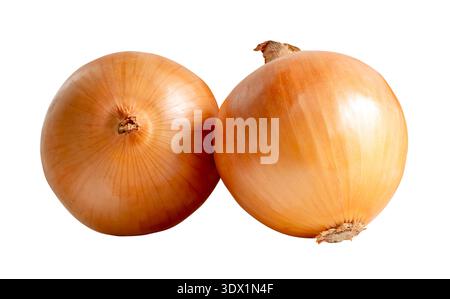 Two bulbs of white or big onions in stack are isolated on white background with clipping path. Stock Photo