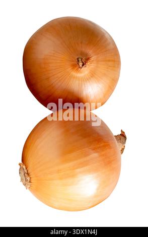 Two bulbs of white or big onions in stack are isolated on white background with clipping path. Stock Photo