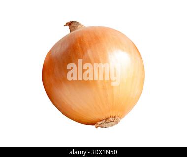 One bulb of white or big onions is isolated on white background with clipping path. Stock Photo