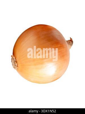 One bulb of white or big onions is isolated on white background with clipping path. Stock Photo