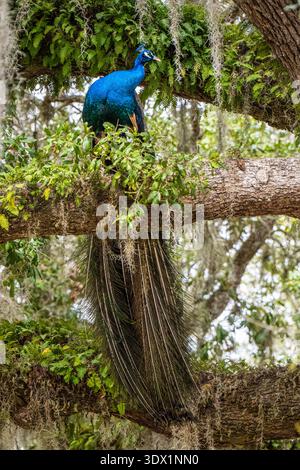 Blue Indian peacock (Pavo cristatus) in a large oak tree at the Ribault Club on Fort George Island in Jacksonville, Florida. (USA) Stock Photo