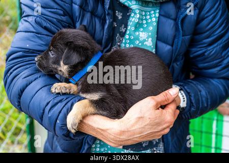 Puppy little dog in hands Black animal pet. Stock Photo