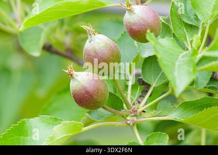Young apples growing on an apple tree branch in spring. Unripe fruits surrounded by fresh green leaves in natural daylight, showing early fruit Stock Photo