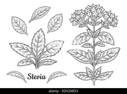 Stevia rebaudiana medical flower plant stem leaves botanical sketch. Garden herb. Diabetic sweetener. Sugar substitute food. Outline hand drawn vector Stock Vector