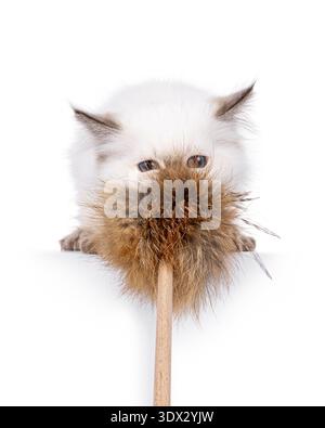 Adorable pointed cat kitten, pulling like wild tiger on fur toy. Ears back and looking towards camera with mesmerizing blue eyes. Isolated on a white background. Stock Photo