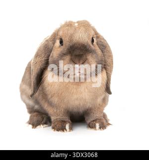 Dwarf lop-eared rabbit breeds Ram. In the Oriental calendar 2011 - the year of rabbit. Stock Photo