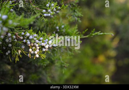 A juniper branch with pale blue berries. Background Screensaver Cover Close-Up Stock Photo