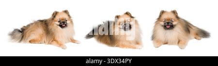 Set of cute Pomeranian spitz dogs isolated on white background. Stock Photo