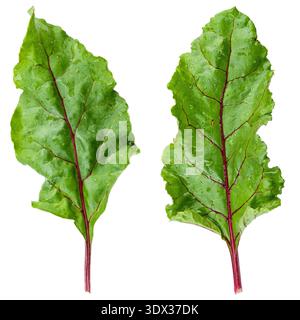 Top view of two vibrant green beet leaves with characteristic deep red veins and stems, isolated on a white background. These organic young leaves are Stock Photo