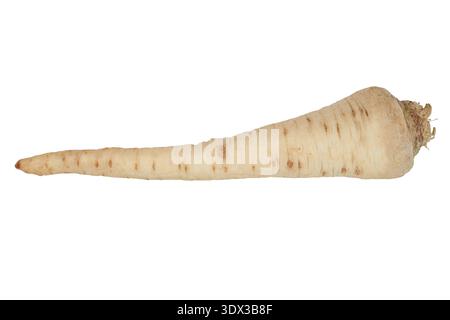 Parsley root isolated on white background Stock Photo