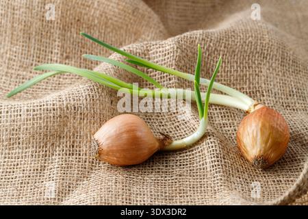 Onion bulbs with sprouts on burlap bag. Sprouted onion for planting in spring. Stock Photo