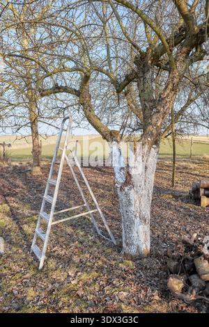 Limewashed fruit tree in an orchard. Stock Photo