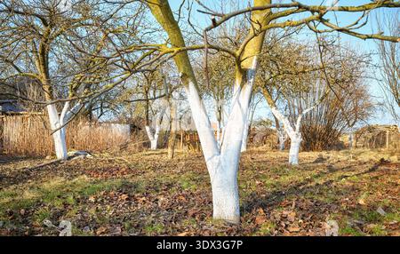 Limewashed fruit trees in an orchard. Stock Photo