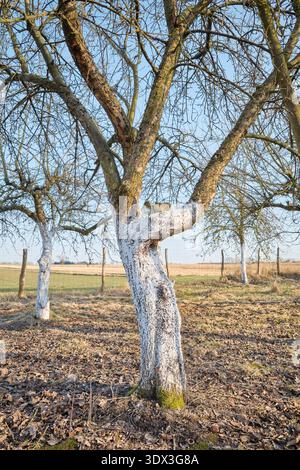 Limewashed fruit trees in an orchard. Stock Photo