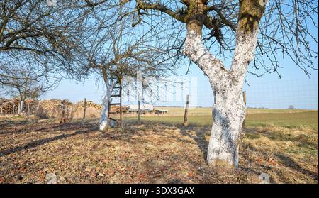 Limewashed fruit trees in an orchard. Stock Photo