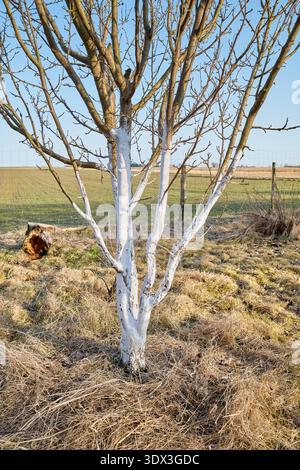 Limewashed fruit tree in an orchard. Stock Photo