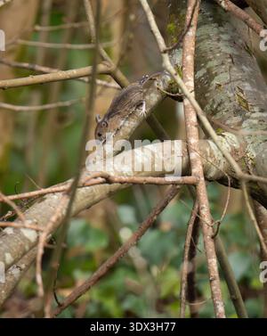 Wood Mouse/Field Mouse scurrying along tree branches at Forest Farm nature reserve. Stock Photo
