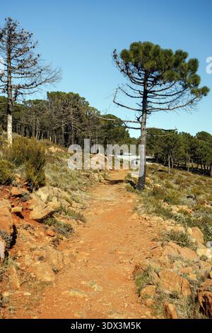 Red soil path flanked by surviving and burnt pines in Sierra Bermeja. High mountain landscape in Estepona, Malaga, Spain Stock Photo