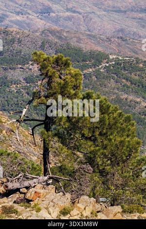 Tree sprouting strongly after a forest fire. Resilience of flora on peridotite soil in the Malaga mountains, Spain. Stock Photo