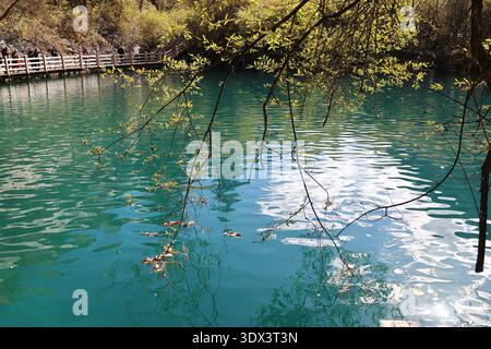 Artistic tree branches with leaves with background of turquoise lake ripplingin autumn, Jiuzhai Valley National Park, China Stock Photo