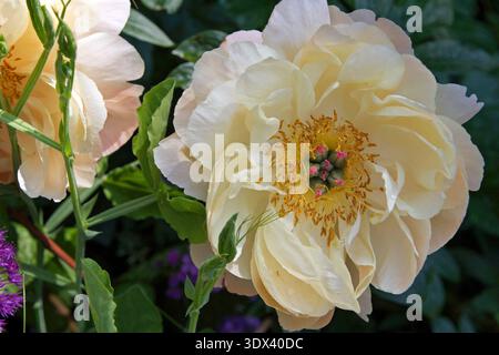 Paeonia Lemon Chiffon (Peony) full frame image; semi-double pale lemon to cream herbaceous hybrid peony; photographed early June, English garden. Stock Photo