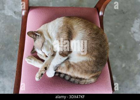 Fluffy striped gray color cat sleeping while curled up on vintage wooden chair Stock Photo