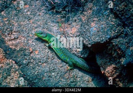 Ocellated Lizard, Timon lepidus. Sunbathing on rocky wall Stock Photo