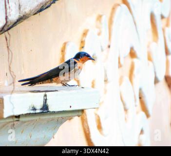 Barn swallow bird, hirundo rustica bird on a buiding Stock Photo