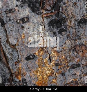 A close-up shot of the rough, grainy texture of tree bark Stock Photo
