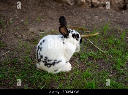 Spotted rabbit sitting on dirt and grass Stock Photo