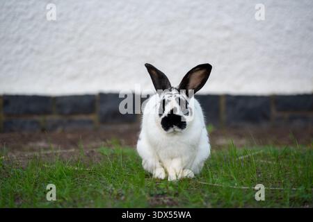 Black and white rabbit sitting on grass Stock Photo