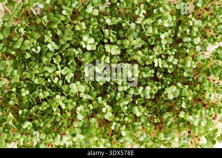 Homegrown broccoli sprouts or microgreens, closeup Stock Photo