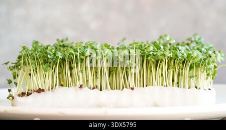 Fresh young green broccoli sprouts or microgreens growing in cottonwool Stock Photo