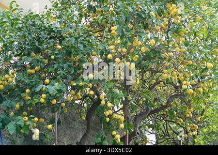 Lemon tree heavy with ripe yellow lemons in Menton garden on the French Riviera.Menton,France Stock Photo