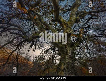 A large oak tree stands imposingly, its sturdy branches and distinctively textured bark conveying resilience and the inexhaustible power of nature. Stock Photo