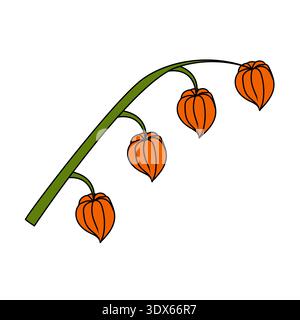 A physalis branch with four flowers in cartoon style. Vector illustration isolated on a white background. Stock Vector