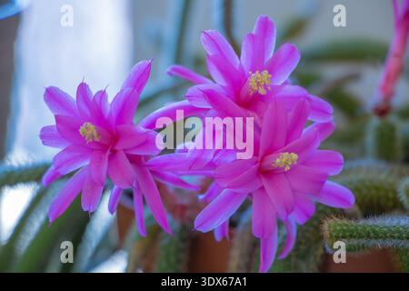 Rat Tail Cactus Blooming - Bright Pink Cactus Flowers Close Up. Stock Photo