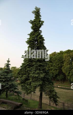 A lonely tall spruce in a natural park.A lone pine tree against the background of the forest. Stock Photo