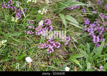 Colorful Wildflowers Blooming In The Lush Green Landscape Of Greina, Switzerland. Stock Photo
