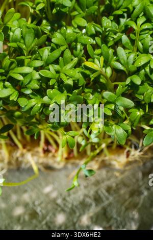 Close-up of lush micro greens showcasing vibrant green leaves, symbolizing eco-friendly practices and sustainability. A representation of conceptual a Stock Photo