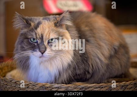 Fluffy tortoiseshell cat looking directly at camera Stock Photo