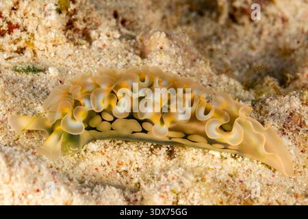A nudibranch, a type of sea slug, rests on the sandy ocean floor. The creature's translucent, ruffled mantle is adorned with yellow and blue iridescent patterns, contrasting with its dark, spotted body. Stock Photo