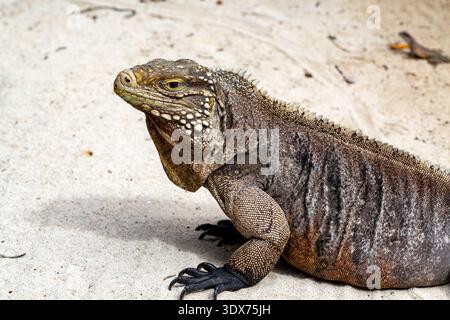 A close-up shot of a large iguana resting on a sandy surface. The iguana's textured scales and sharp claws are visible, and its eye is focused forward. Stock Photo