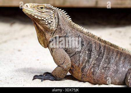 A close-up shot of a Cuban rock iguana standing on a sandy surface, showcasing its textured skin and spiky dorsal crest. Stock Photo