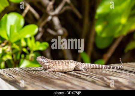 A lizard rests on a wooden surface, basking in the sun near some green foliage. Stock Photo