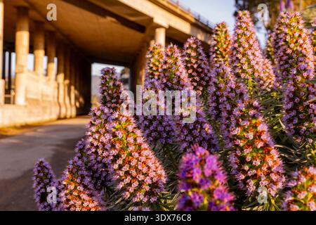 A close-up shot of Pride of Madeira flowers in full bloom, with a concrete structure in the background, showcasing the contrast between nature and arc Stock Photo