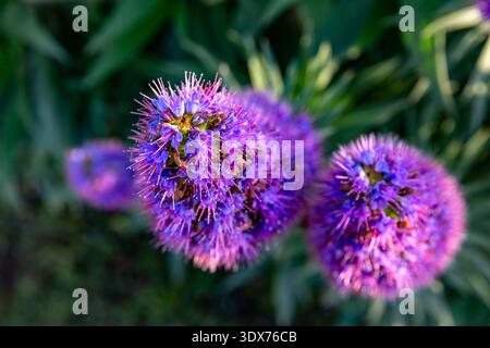 A close-up shot showcases the vibrant purple Pride of Madeira flowers, known for their unique spherical shape and attracting pollinators, set against Stock Photo