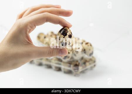 A person holds a quail egg in one hand over a clear container that has more quail eggs inside. Stock Photo