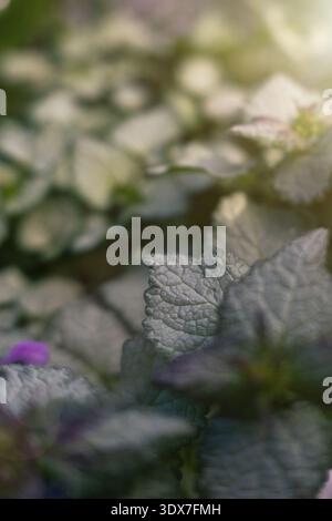 Close-up of softly textured silver-green leaves illuminated by gentle natural light, with layered foliage fading into a blurred garden background. Stock Photo